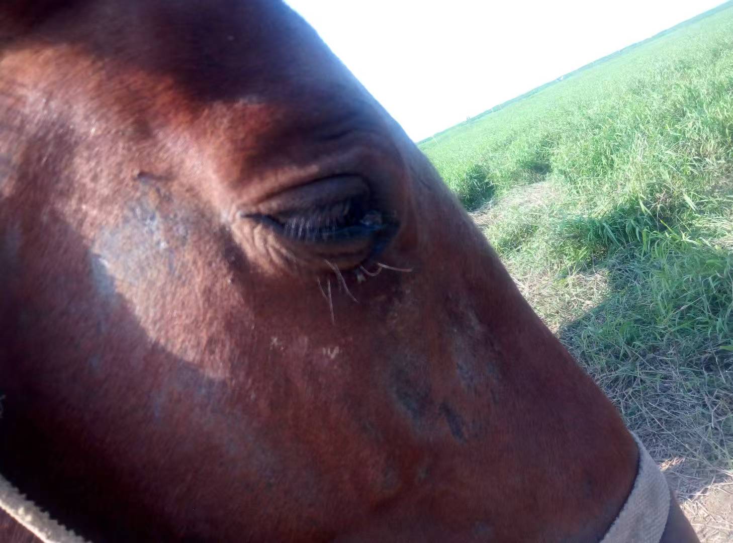 A close-up of a horse's eye, cover for Eye | 眼