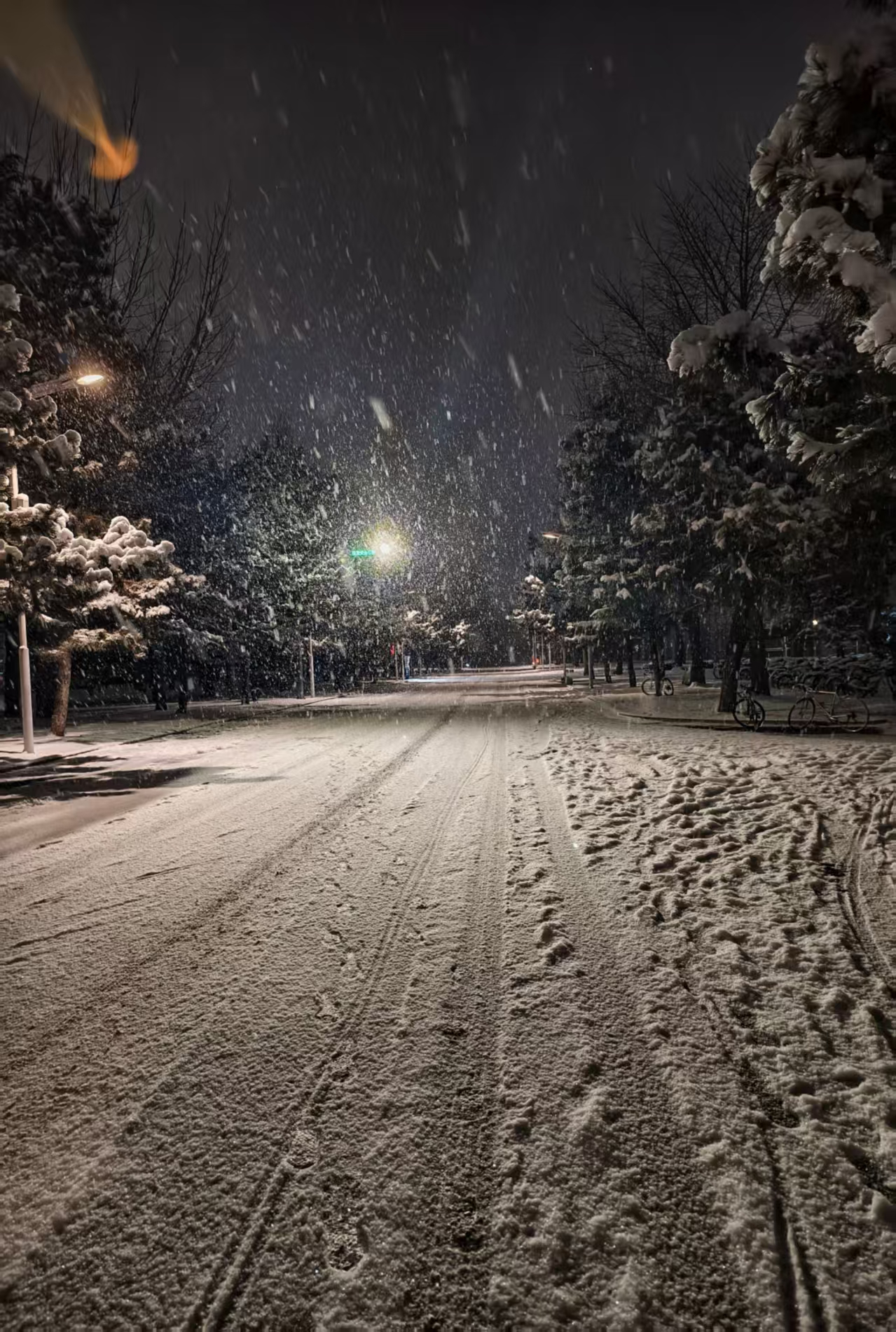 A snowy forest street at night, cover for Forest | 林