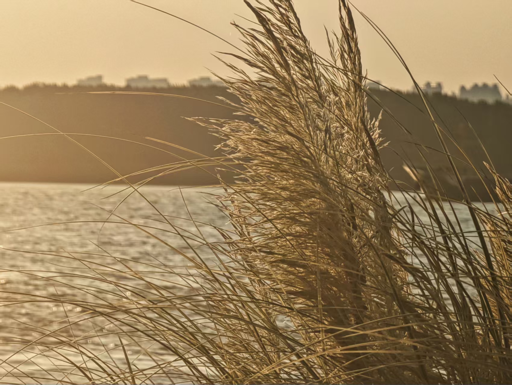 Reeds beside the water at sunset, cover for Solace | 慰