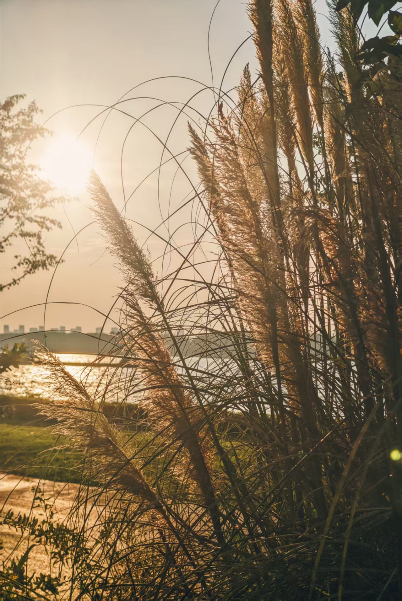 Tall reeds lit by the setting sun
