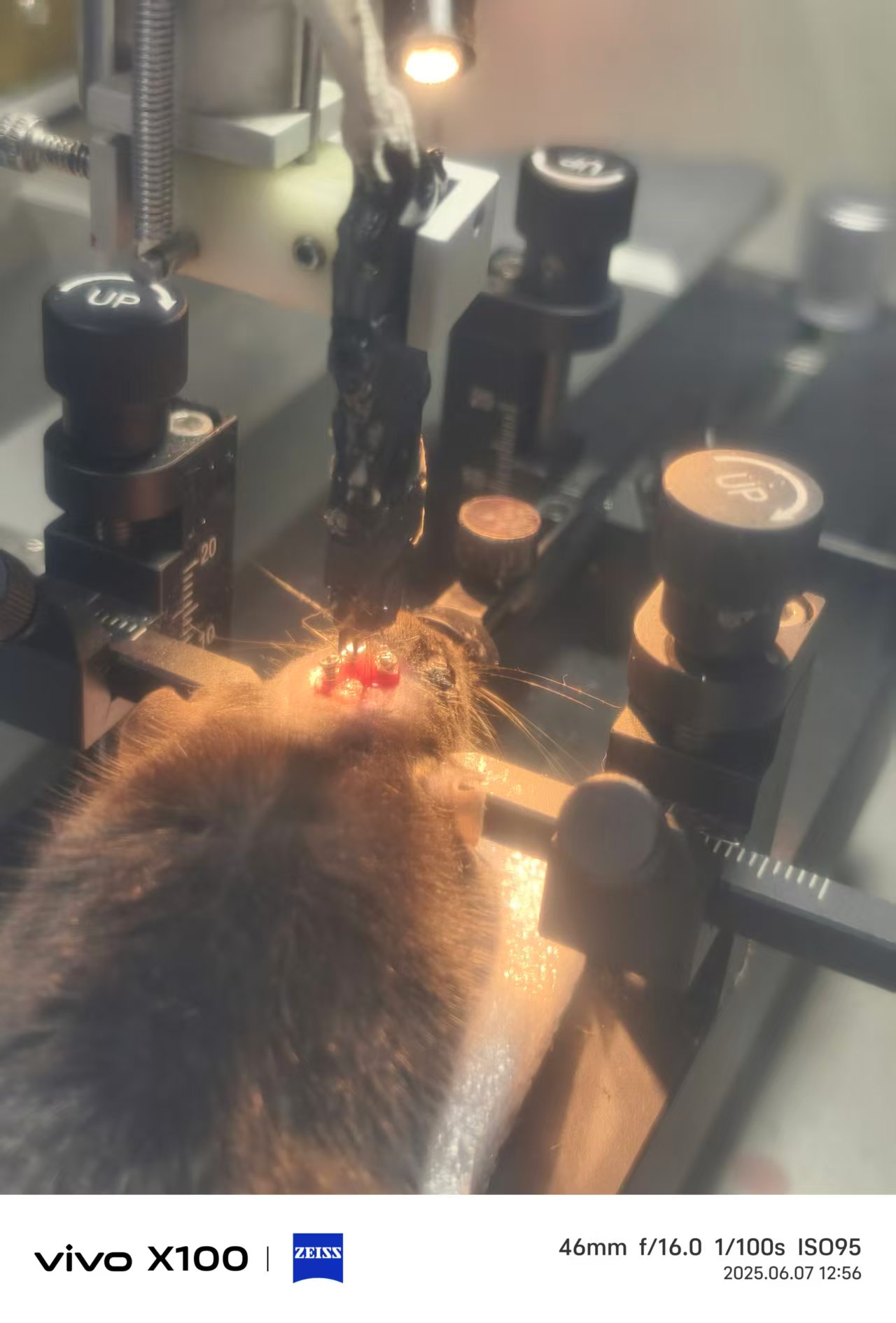 Photograph 1 of an in vivo electrophysiological surgery procedure