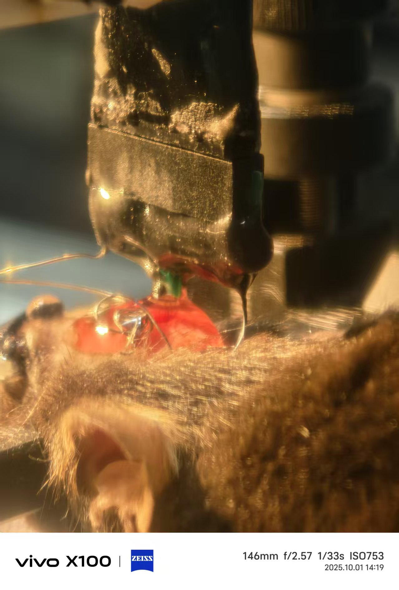 Photograph 2 of an in vivo electrophysiological surgery procedure