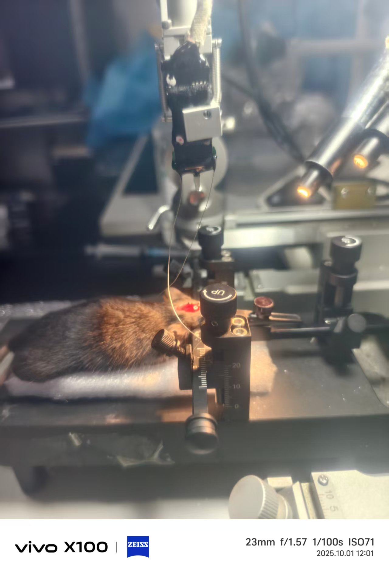 Photograph 3 of an in vivo electrophysiological surgery procedure